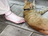 Feet - Alexandra - 2010-08-08 Hot asphalt and bare feet