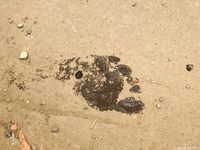 Feet - Alina A - 2015-04-22 Delightful barefoot girl