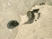 Feet - Alisa A - 2013-01-03 Hot beauty in T-shirt and shorts