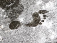 Feet - Alyona A - 2012-06-21 Cheerful barefoot girl