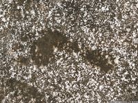 Feet - Anna D - 2011-12-24 The first snow