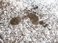 Feet - Anna D - 2011-12-24 The first snow