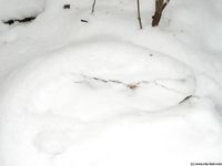 Feet - Asya + Alena - 2003-12-01 Bare feet on snow and small air-balloons