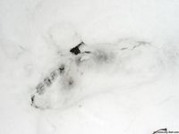 Feet - Asya + Alena - 2003-12-01 Bare feet on snow and small air-balloons