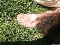 Feet - Daria A - 2011-06-08 Slender beauty with long toes