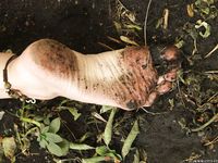 Feet - Ekaterina C - 2015-06-01 Pleasure to be barefoot