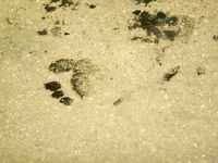 Feet - Gulnara A - 2010-11-01 Dirty feet in public