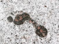 Feet - Ira B - 2008-02-26 A romantic winter walk