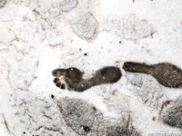 Feet - Irina A - 2015-08-27 Barefoot in the winter city