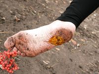 Feet - Janna - 2010-11-13 Autumn barefoot stroll
