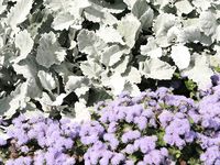 Feet - Jenya + Lena D- 2008-10-05 Barefoot trips to Russian towns. Tula