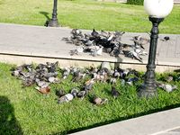 Feet - Jenya + Marisha - 2007-10-02 Barefoot Travel. Minsk (feat. Zoya, Lana & Lera)