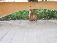 Feet - Jenya + Tanya - 2006-10-01 Barefoot trips to Russian towns. Tver