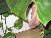 Feet - Julia A + Krista - 2006-01-31 Egyptian barefoot adventures