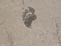 Feet - Julia A - 2006-01-22 Barefoot shopping