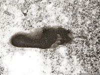 Feet - Kristina - 2012-04-05 Spring thaw