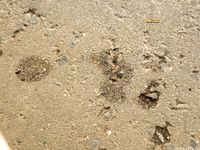 Feet - Lena H - 2018-06-04 Torn sandals