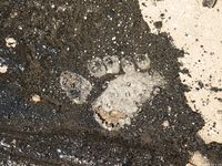 Feet - Maria D - 2014-04-04 Slender girl in shorts