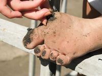 Feet - Maria D - 2014-04-04 Slender girl in shorts