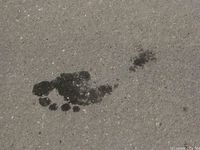 Feet - Marina - 2005-08-03 Barefoot stroll