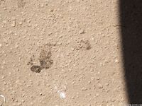 Feet - Milana - 2016-05-27 Barefoot shopping day