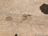 Feet - Natasha G - 2012-11-18 Barefoot in cold weather