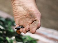 Feet - Oksana + Jenya + Anna Taradanova - 2006-12-03 Sharp exam for bare feet