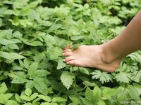 Feet - Oksana + Jenya + Anna Taradanova - 2006-12-03 Sharp exam for bare feet