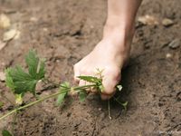 Feet - Oksana + Jenya + Anna Taradanova - 2006-12-03 Sharp exam for bare feet