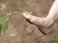 Feet - Oksana + Jenya + Anna Taradanova - 2006-12-03 Sharp exam for bare feet