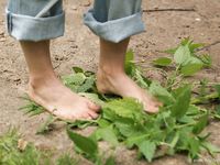 Feet - Oksana + Jenya + Anna Taradanova - 2006-12-03 Sharp exam for bare feet