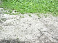 Feet - Oksana + Jenya + Anna Taradanova - 2006-12-03 Sharp exam for bare feet