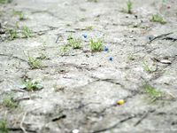 Feet - Oksana + Jenya + Anna Taradanova - 2006-12-03 Sharp exam for bare feet