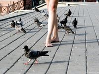 Feet - Zoya + Lera + Marisha - 2008-06-12 Barefoot ladies from Belarus