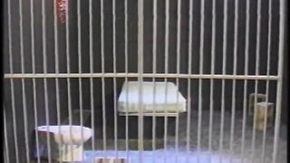 Lezdom - The Violation of Alexandria Dane