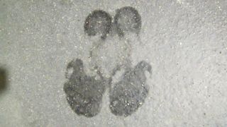 Super Sweaty Feet Mistress