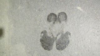 Super Sweaty Feet Mistress