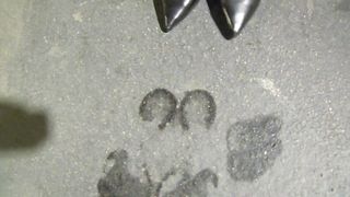 Super Sweaty Feet Mistress