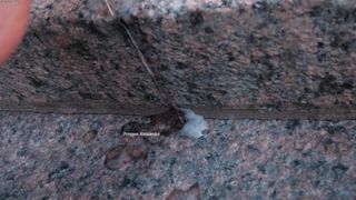 Princess Spitting fetish