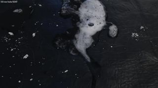 31r Princess Rebecca I love to spit in your face) Kneel down in front of me