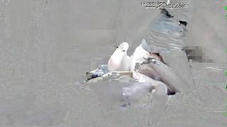 Chinese Femdom - 192019 - 160