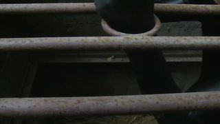 Chinese Femdom - 492019 - 236