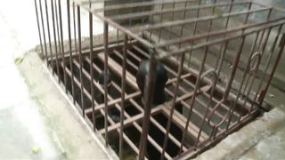 Chinese Femdom - 492019 - 236