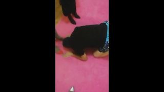 Chinese Femdom Live - 10122019 - 24