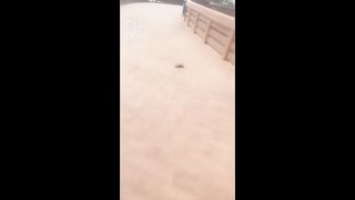 Chinese Femdom Live - 13122019 - 100