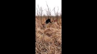 Chinese Femdom Live - 13122019 - 221