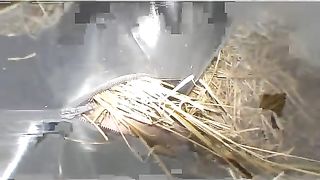 Femdom-Berlin - rubberhorse_part2