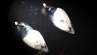 b-077_Dinner_For_One_2