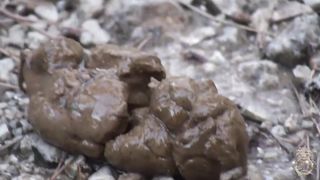 Kates-Palace - Paquet francaise 10 Lollita in Mallorca