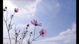 Japanese Amateur Femdom - Super Sadistic Mistress Ran and her friend dominate masochistic man